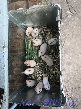 Hamsters and guinea pigs Lisakovsk - photo 1