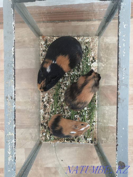 Hamsters and guinea pigs Lisakovsk - photo 2
