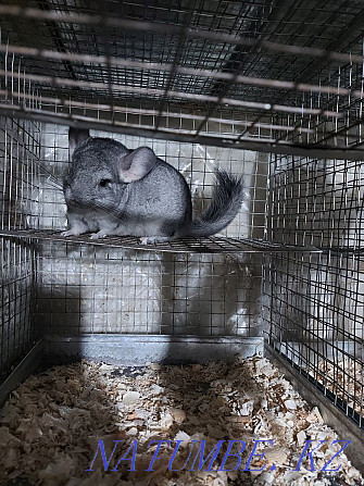 adorable chinchilla girl for sale Temirtau - photo 1