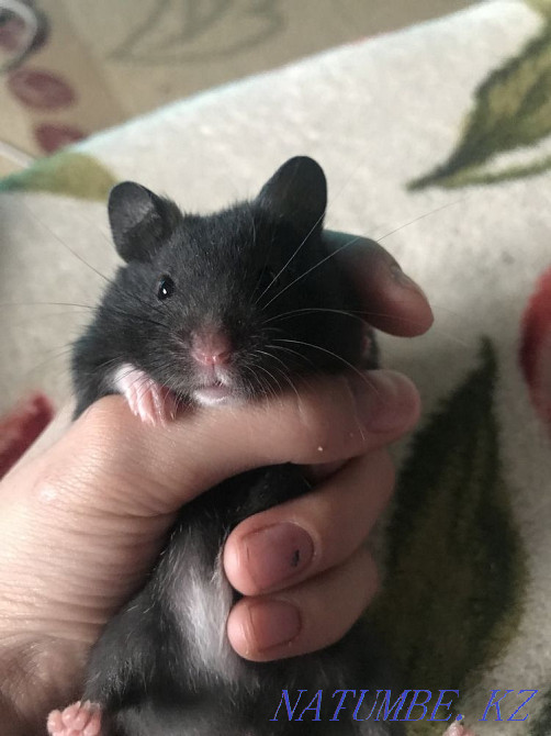 Syrian hamster Almaty - photo 1