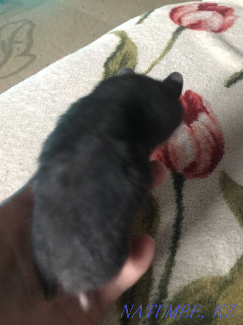 Syrian hamster Almaty - photo 3