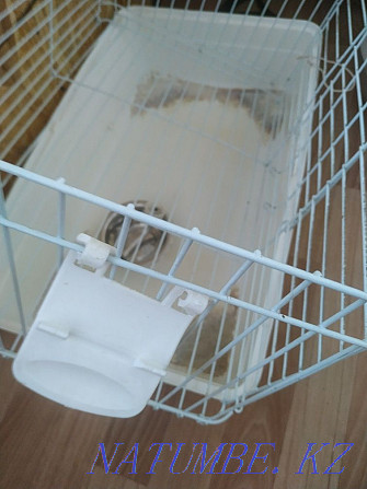 Rodent cage Ekibastuz - photo 1