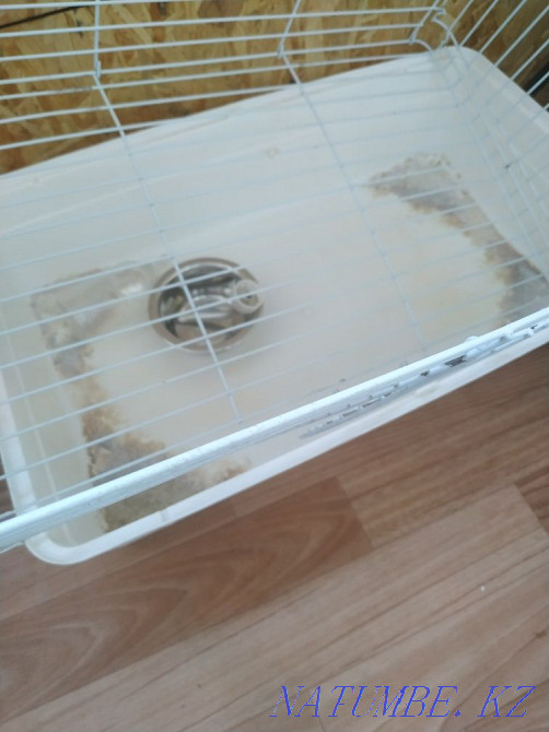 Клетка для грызунов Экибастуз - изображение 2