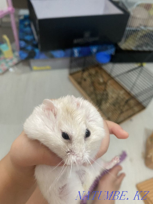 Hamsters are small Pavlodar - photo 1