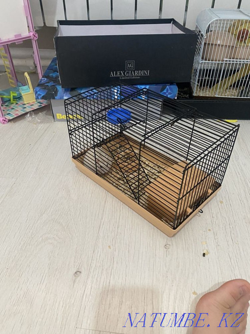 Hamsters are small Pavlodar - photo 3