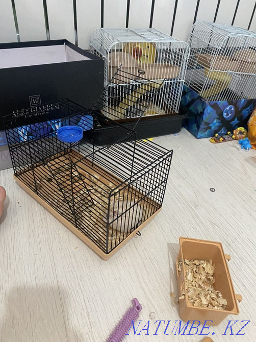 Hamsters are small Pavlodar - photo 2