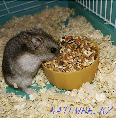 Djungarian hamsters Kostanay - photo 4