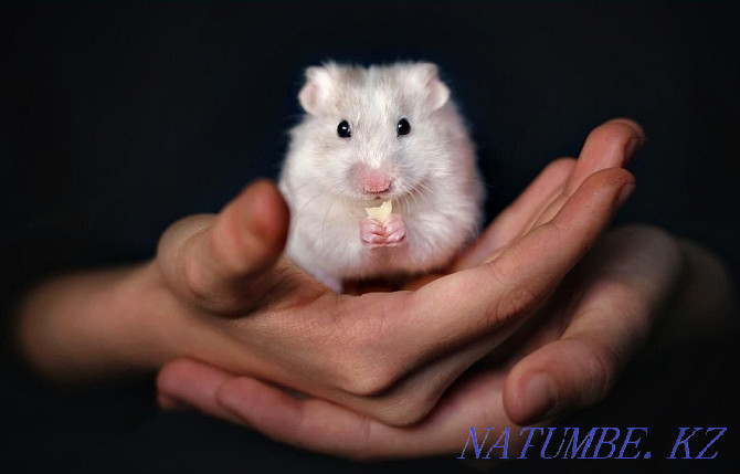 Djungarian hamsters Kostanay - photo 1