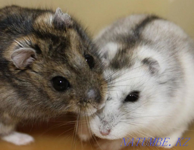 Djungarian hamsters Kostanay - photo 2