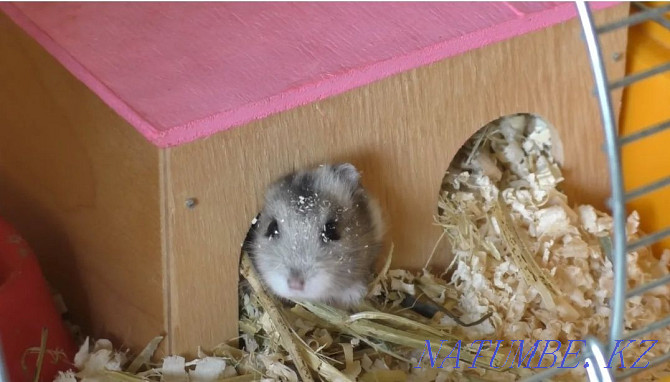 Djungarian hamsters Kostanay - photo 3