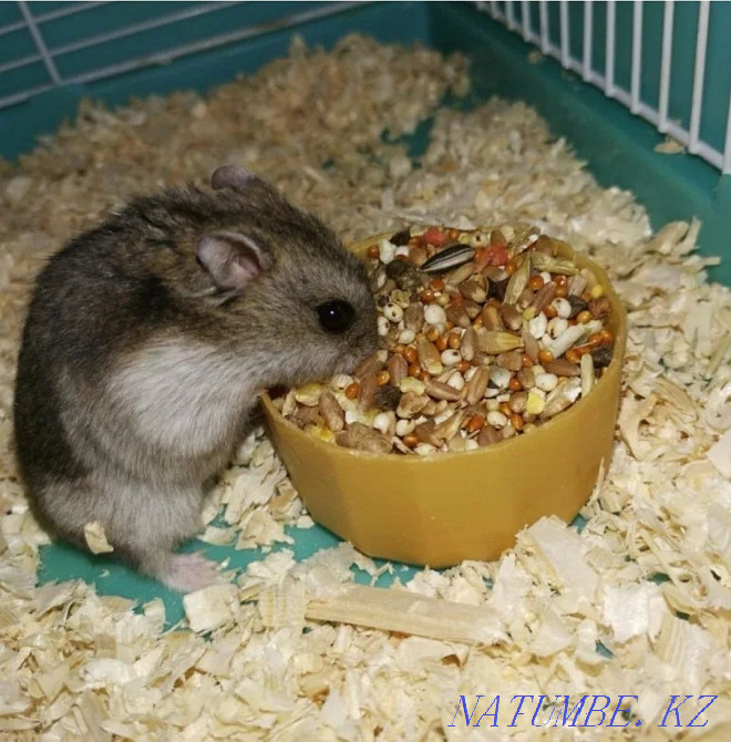 Djungarian hamsters Kostanay - photo 4