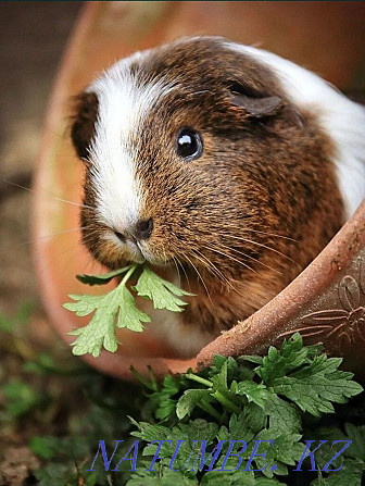 Unique guinea pig Kostanay - photo 1