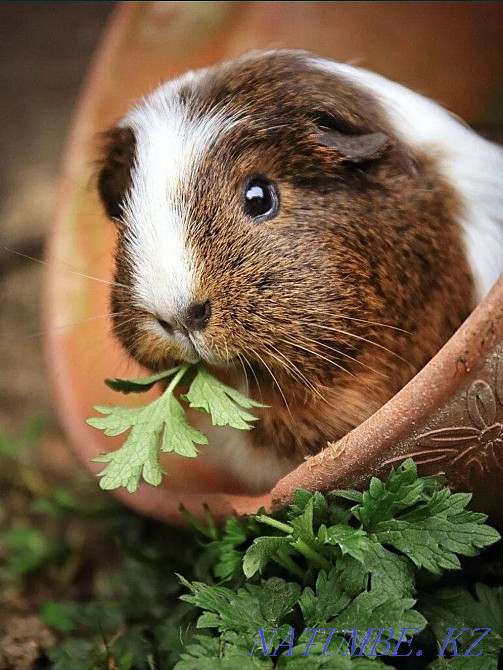 Unique guinea pig Kostanay - photo 1
