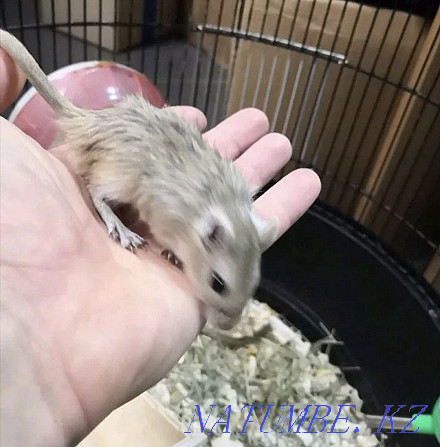 Mongolian gerbils for sale! Kostanay - photo 3