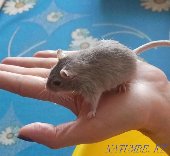 Mongolian gerbils for sale! Kostanay - photo 2