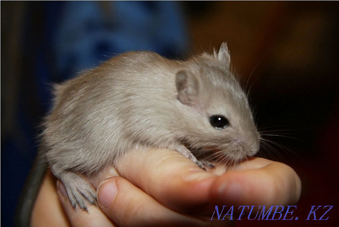 Mongolian gerbils for sale! Kostanay - photo 1