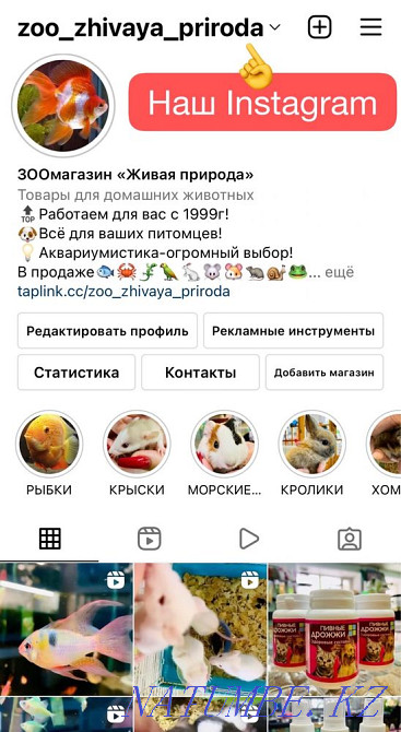 Мыши Акомисы иглистые(бронь) Рудный - изображение 4