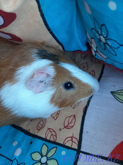 Морская свинка, вместе с большой клеткой, переноской.  - изображение 1