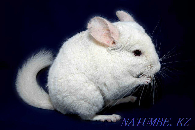 White chinchilla in the pet store "LIVOY WORLD" Almaty - photo 2