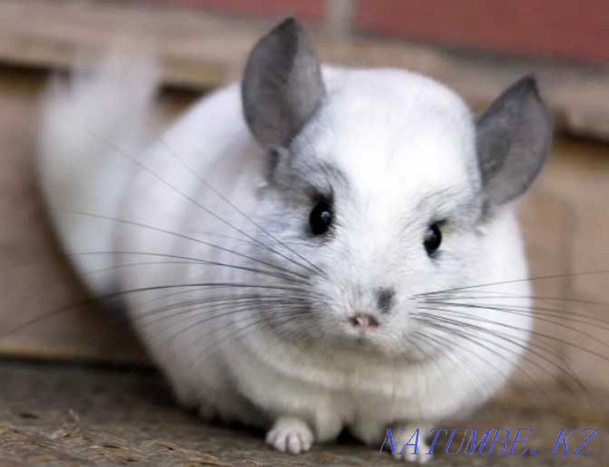 White chinchilla in the pet store "LIVOY WORLD" Almaty - photo 1