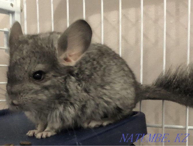 Chinchillas Astana - photo 4