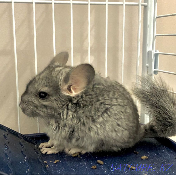 Chinchillas Astana - photo 5