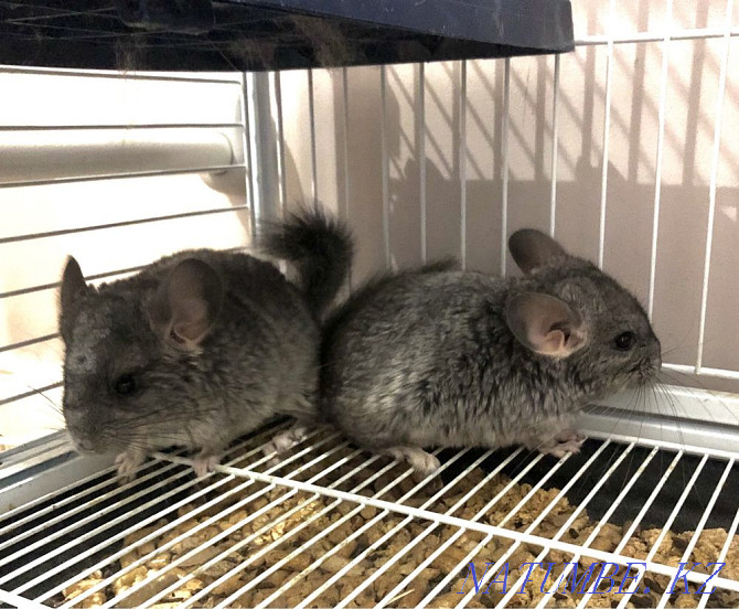 Chinchillas Astana - photo 2