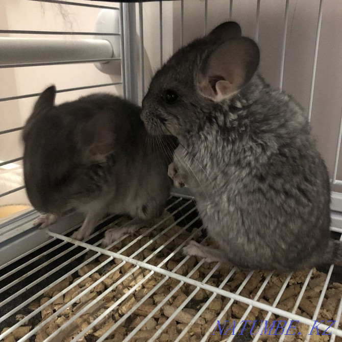 Chinchillas Astana - photo 1