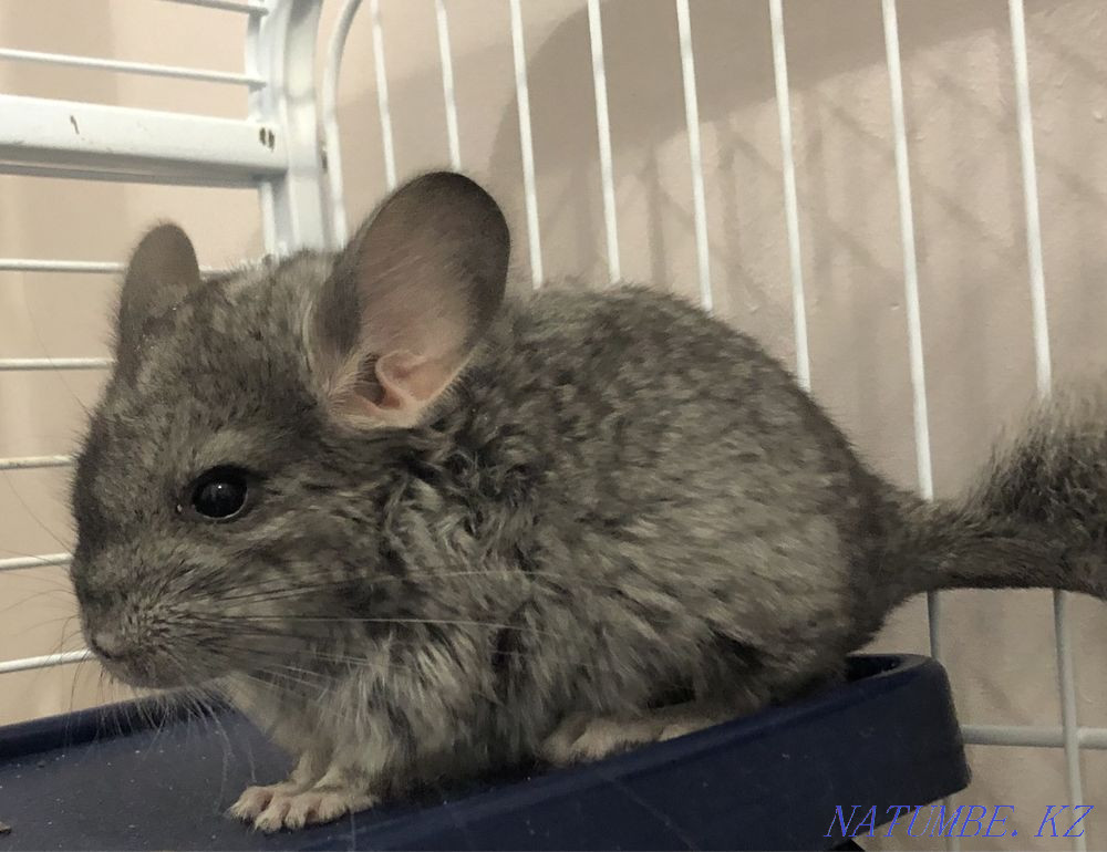 Chinchillas Astana - photo 6