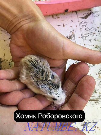 Roborovsky hamster in the pet store Living World Oral - photo 6