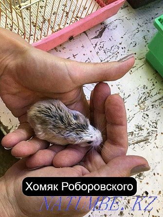 Roborovsky hamster in the pet store Living World Oral - photo 3