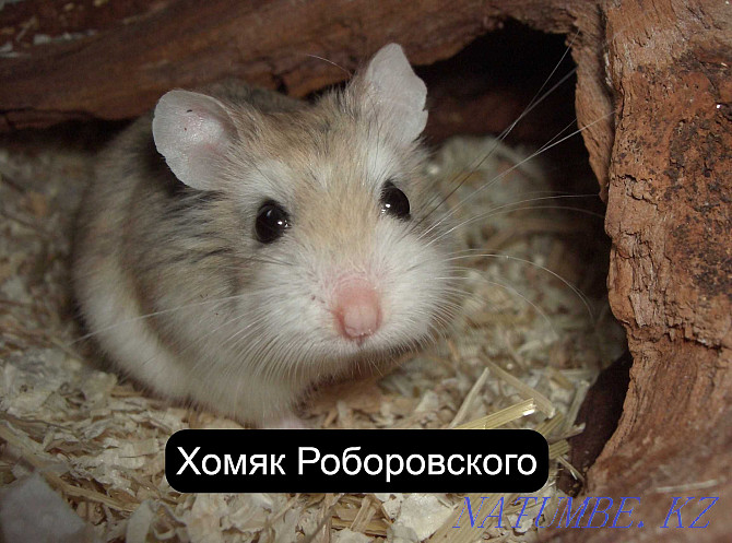 Roborovsky hamster in the pet store Living World Oral - photo 2