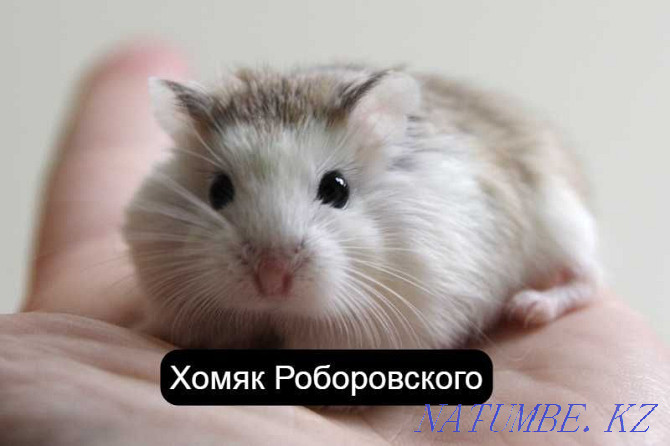 Roborovsky hamster in the pet store Living World Oral - photo 4