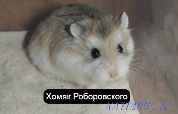 Roborovsky hamster in the pet store Living World Oral - photo 1