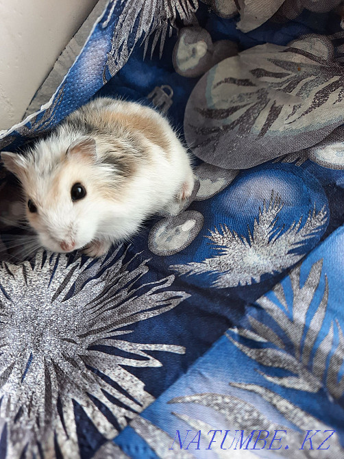 Djungarian little hamsters Astana - photo 1