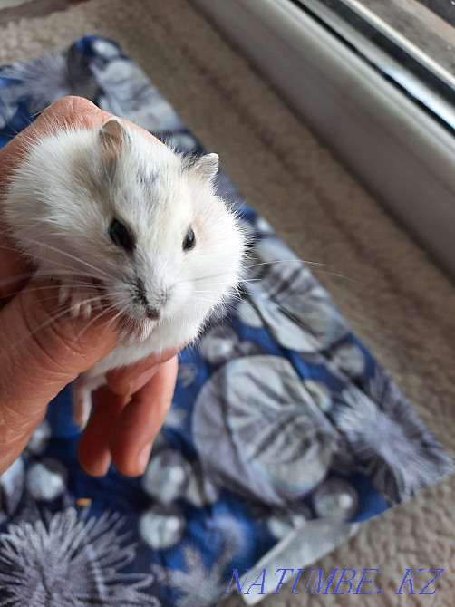 Djungarian little hamsters Astana - photo 6