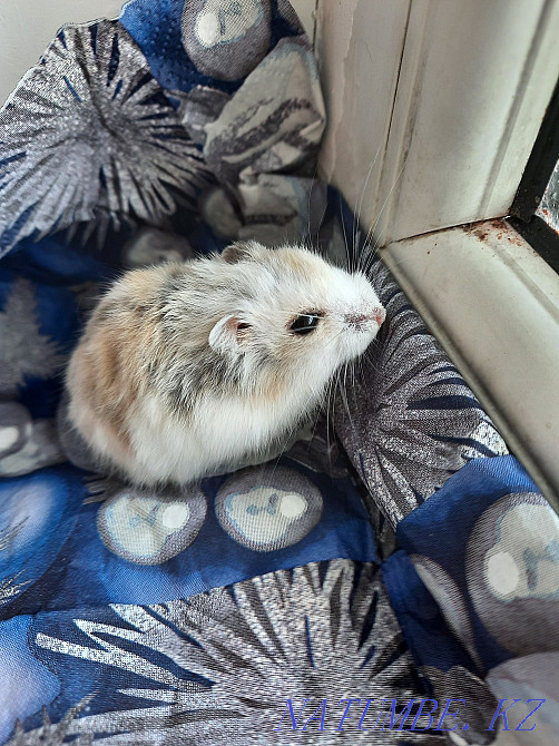 Djungarian little hamsters Astana - photo 4