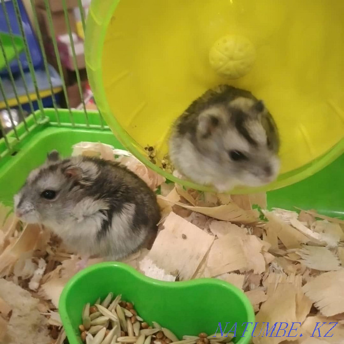 Djungarian hamsters Ust-Kamenogorsk - photo 1