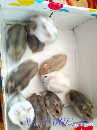 Djungarian hamsters Taldykorgan - photo 2