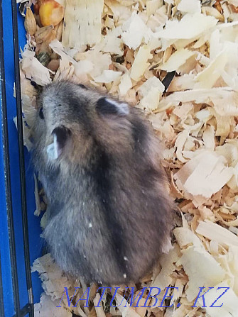 Hamster Djungarian hamster hamster hamster Petropavlovsk - photo 5