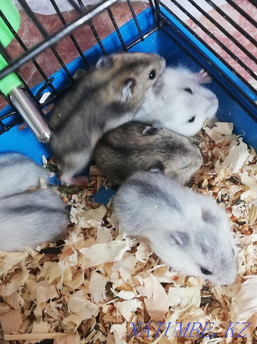 Жоңғар хомякы хомяк  Петропавл - изображение 3