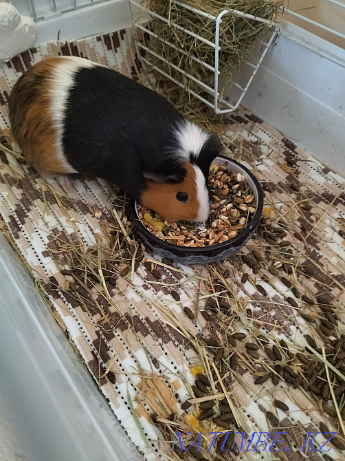 I will sell a guinea pig with a cage 7000 Тельмана - photo 2