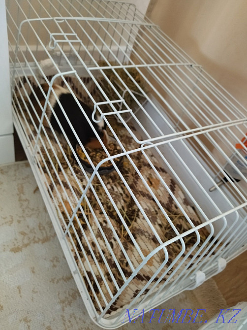 I will sell a guinea pig with a cage 7000 Тельмана - photo 3