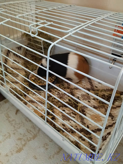 I will sell a guinea pig with a cage 7000 Тельмана - photo 1