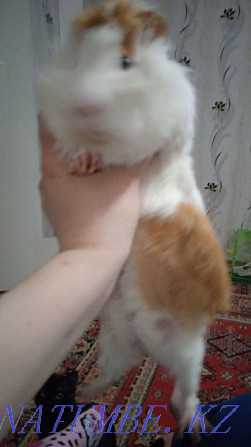 Guinea pigs for sale boy and girl Ust-Kamenogorsk - photo 1