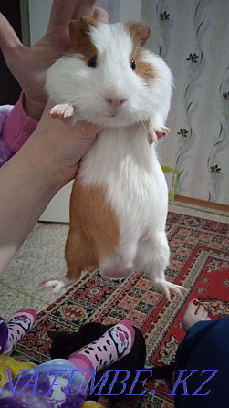 Guinea pigs for sale boy and girl Ust-Kamenogorsk - photo 2