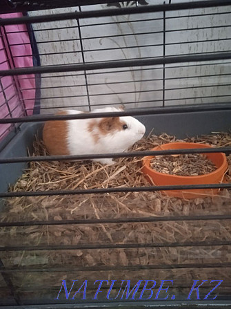 Guinea pigs for sale boy and girl Ust-Kamenogorsk - photo 3