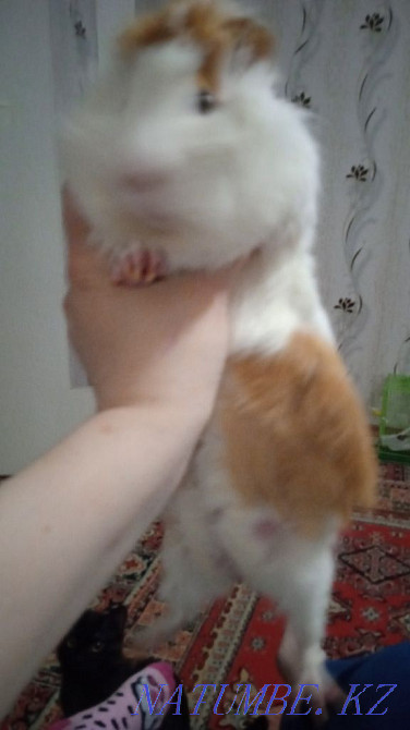 Guinea pigs for sale boy and girl Ust-Kamenogorsk - photo 1