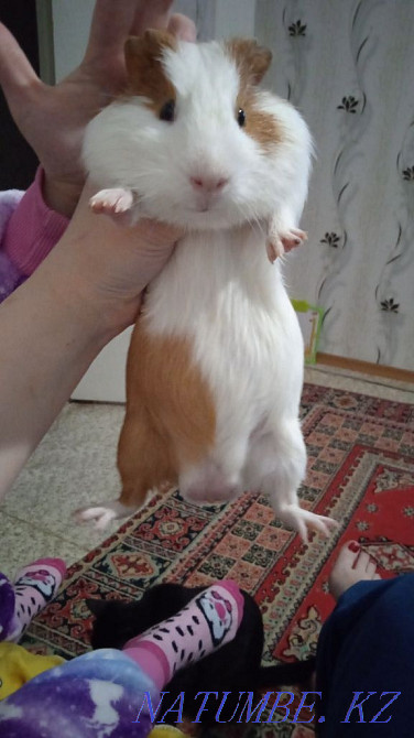 Guinea pigs for sale boy and girl Ust-Kamenogorsk - photo 2