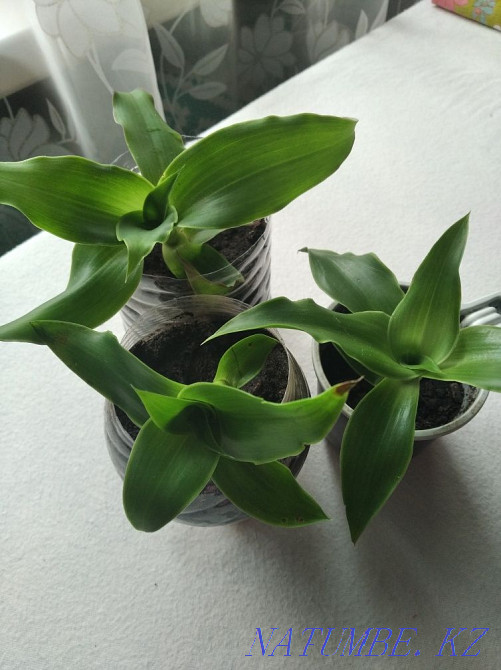 Лечебное растение. Сарань - изображение 1